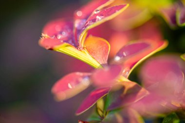 Süslü böğürtlen. Her bahçeye ya da manzaraya renk ve doku ekler. Haşere ve hastalıklara dayanıklı düşük bakımlı bitkiler. Çitler, sınırlar veya bahçe aksanı için ideal.