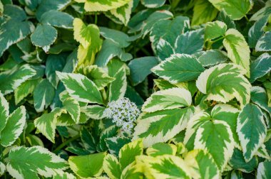A variegated variety of Aegopodium podagraria, commonly known as Bishop's Weed or Goutweed. Has green and white leaves. Gives gardens a decorative appeal. clipart