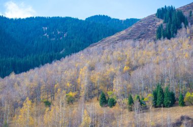 Kendini Tien Shan dağlarının sükunetine bırak. Çam ağaçlarının ve huş ağaçlarının güzelliğinin tadını çıkar. Kayalar arasında heyecan verici bir maceraya atılın..