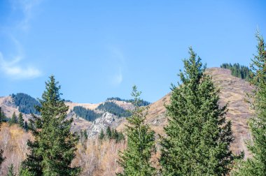 Tien Shan ladin ormanlarının güzelliğinin ve huzurunun tadını çıkar. Vahşi doğanın canlı sonbahar renklerini keşfedin. Rehberli dağ gezilerimizle kendini yeni yüksekliklere çıkar..