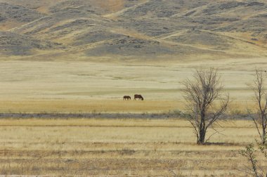 Çayır, düz, çöl. Uçsuz bucaksız çölde sakin bir an. Güneşin son ışınları sıcak tonlarda büyüleyici bir şekilde gökyüzünü boyuyor. Kumda Dinginlik