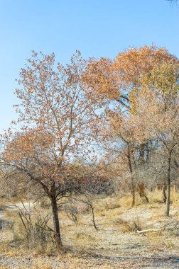 Sonbahar, Steppe. Çayırlar. Turanga, çölün gizli hazinelerinin büyüleyici cazibesini keşfet. Bu görkemli ağaçlar her şeye rağmen büyüyüp sükunet hissi veriyor.