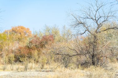 Doğanın başyapıtı kendini çorak bir ağaç olarak gösteriyor. Dallarını bozkırın arka planına yayıyor. Büyümenin, yenilenmenin ve sonbaharın gelip geçici güzelliğini simgeliyor..
