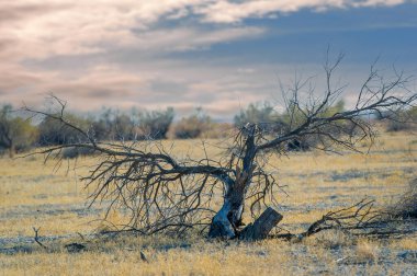 Sonbahar, Steppe. Çayırlar. Uzun, yalnız bir ağaç, engin sonbahar bozkırlarında azim ve umut hikayeleri fısıldıyor. Doğa Konuşur