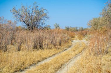 Sonbahar, Steppe. Çayırlar. Steppe 'in engebeli arazisini süsleyen kuru çimenli tarlaların cazibesini keşfedin ve dünya ile gökyüzü arasında uyum yaratın. Doğanın bu büyüleyici köşesi sana ilham versin.