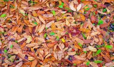 Sonbahar fotoğrafçılığı, sonbaharda yapraklar, yılın bu zamanında ağaçlar turuncu, kırmızı ve bakır çiçeklerden koparak canlanıyor.