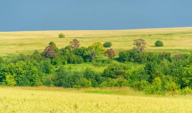 Yaz. Ilıman ülkelerde yetişen en önemli tür olan buğday, ekmek, makarna ve hamur işlerinde un yapmak için kullanılan bir buğday bitkisidir.,