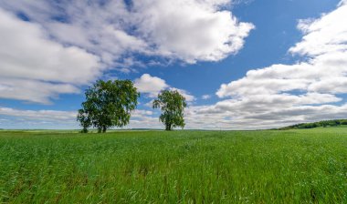 Bahar fotoğrafçılığı, genç mısır gevreği çekimleri. Olgunlaşmış buğday. Parlak güneşin altında yeşil fotosentez filizleri. Fosfor ve nitrojen gübreleri tanıtıldı