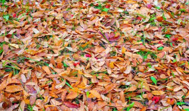 Sonbahar fotoğrafçılığı, sonbaharda yapraklar, yılın bu zamanında ağaçlar turuncu, kırmızı ve bakır çiçeklerden koparak canlanıyor.