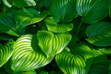 Güzel hosta yapraklarıyla sükunet dolu bir dünyaya kaçmak. Karmaşık desenler ve yeşilin gölgeleri gözler için sakin bir vaha oluşturur. Hosta yapraklarının büyüleyici güzelliğine daldır kendini