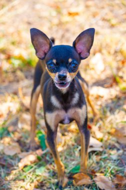 Küçük köpeğin büyük bir öfkesi vardır. Küçük köpeğin öfkesinin arkasında bir neden olabilir. Küçük köpeğin öfkesini anlamak ve onu yönlendirmek önemlidir.