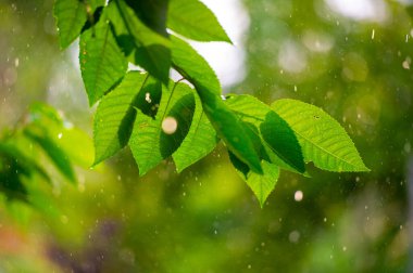 Doğanın güzelliğinin doruk noktasında huzur verici ve rahatlatıcı bir atmosfer var.