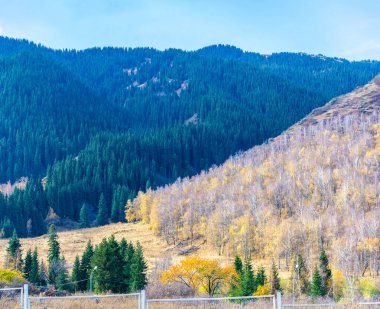 Görkemli dağların arasında büyüyen Tien Shan köknar ağaçlarının ve huş ağaçlarının nefes kesen manzarasına hayran kalarak hem huşu uyandıran hem de ruhu ferahlatan manzaralar yaratın.