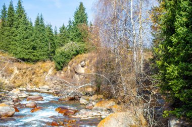 Tien Shan 'ın büyüleyici ladin ormanlarını keşfedin. Kendinizi canlı sonbahar renklerinin dünyasına daldırın. Maceracı ruhunu serbest bırak ve yeni yükseklikleri fethet..