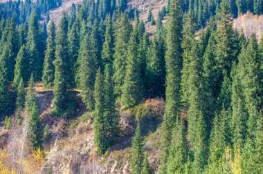 Doğanın sakin bir senfonisi. Sonbaharın kucaklamasının manzaralı güzelliğini tecrübe et. Kristal berrak bir nehir, nefes kesen Tien Shan Dağları arasında canlı bir ormanın içinde kıvrılarak ilerliyor..