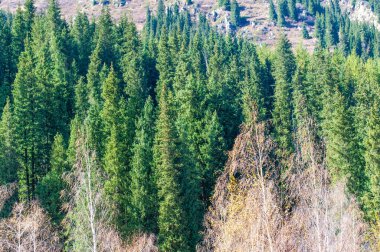 Tien Shan Sıradağları 'nda sonbaharın canlı renklerini tecrübe edin. Kendinizi doğanın orkestra cennetine daldırın. Sonbahar gölgelerinin büyüleyici ve zıt bir paleti.
