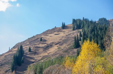 Tien Shan 'ın parlak sonbahar renklerinin tadını çıkar. Kendinizi doğanın orkestra cennetine daldırın. Çelişkili bir palete daldır kendini.