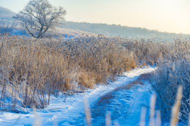 Şafak vakti, bu karla kaplı tarlada, uzun ağaçların nöbetçiler gibi durduğu ve dokunulmamış otların kabarık beyaz tabakaların altından dışarı baktığı büyüleyici bir yolculuğa hazır olun! Kış Macerası