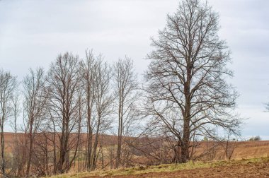 Yılın her zamanında doğanın güzelliğini ve yenilenmesini hissedin. Dünya hasadının bolluğunu kutlayın. Yaşam ve büyüme döngülerini benimse.