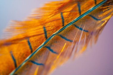 Hayal gücünü serbest bırak ve bu enfes tüylü sülün ile sihirli kanatlarında süzül. Parlak gölgeleri ve yumuşak kıvrımları seni hayallerin uçtuğu ve mucizelerin seni götürdüğü bir dünyaya götürsün..