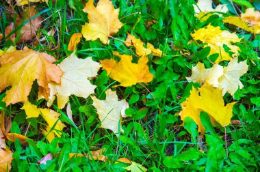 Sonbahar akçaağaç yaprağı, daha yüksek bir bitkinin düz bir yapısıdır. Direk sapına ya da gövdesine bağlı bir bıçağa benzer. Yapraklar fotosentez ve dönüşümün ana organlarıdır.