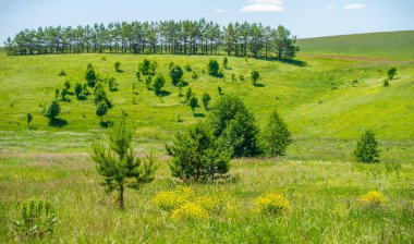 Yaz, çayır tarlaları, vadiler, çam ağaçları fındık ağacı, kır çiçekleri, dünyanın Avrupa bölgesi.