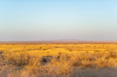 Sonbahar. Steppe. Gün batımı. Sonbahar bozkırlarının günbatımındaki güzelliğinin tadını çıkar. Büyüleyici çöl siluetinde kaybolun. Altın vahada dolaş ve bırak endişelerin eriyip gitsin..