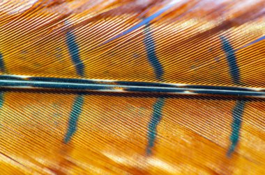 Sülün tüylerinin cazibesini keşfet. Doğanın harikalarının zarafet ve çekiciliğini tecrübe et. Ruhsal güzellikle hayal gücünü serbest bırak..