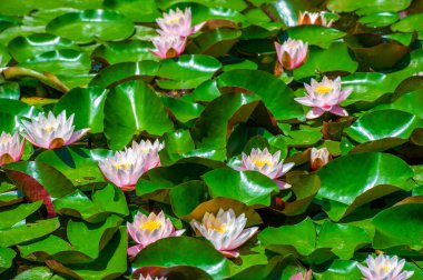 Lotus. Nelumbo. Nymphaeaceae. Nilüfer çiçeği. Suyun kucaklamasında dingin bir güzellik. Su Zambakları Çiçek Açar