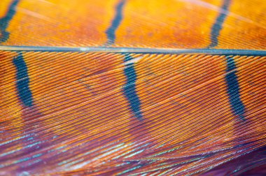 Bu göz kamaştırıcı sülün tüyüyle her ortama doğal ihtişam katın. Sonbaharın büyüleyici renklerini sıcak, dünyevi tonları ve zarif dokularıyla kutlayın..