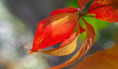 Ağaçların dallarında sonbahar yaprakları. Mumannoe, bulutsuz gökyüzü, Hint yazı. Yapraklar rüzgarda sokağın aşağısına doğru esiyor. Kuzey Kutbu rüzgarından dolayı soğuk titreme. Güneşin son sıcaklığı.