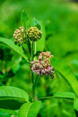 Asclepias syriaca, common spurge, butterfly flower, silkworm, Pure calm in one frame! Look at this elegant white flower adorning its green companion plant. Calm Bloom clipart