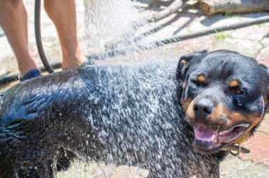 Rottweiler sadakat ve dostluk gösteriyor. Gerçek dostluğun özünü gözler önüne seriyor. Koşulsuz sevginin gücünü gösterir.