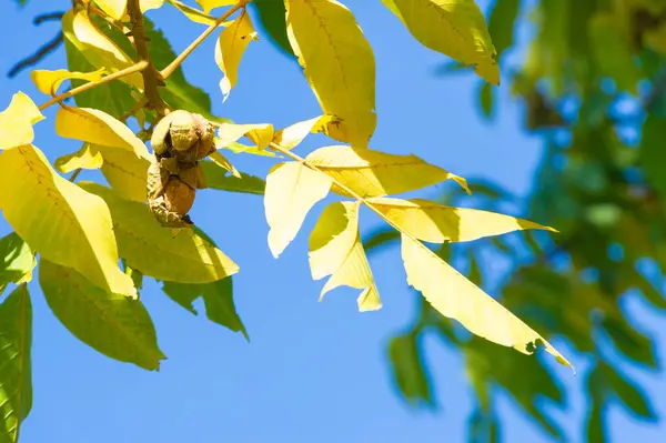 walnuts on the tree are ripe in autumn. In the Byzantine era, the walnut was also known under the name \