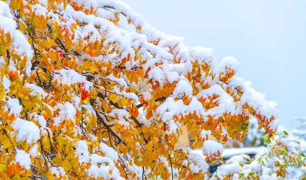 The first snow fell on autumn leaves. With the first autumn colds, life will begin anew