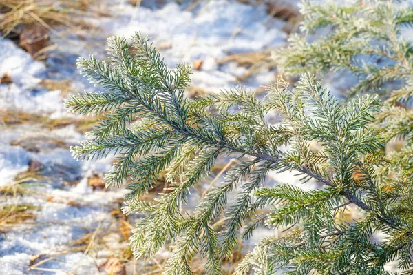 Frost on coniferous trees. Winter wonderland! This icy pine branch looks like it came straight out of a fairy tale! Frosty Pine Goals