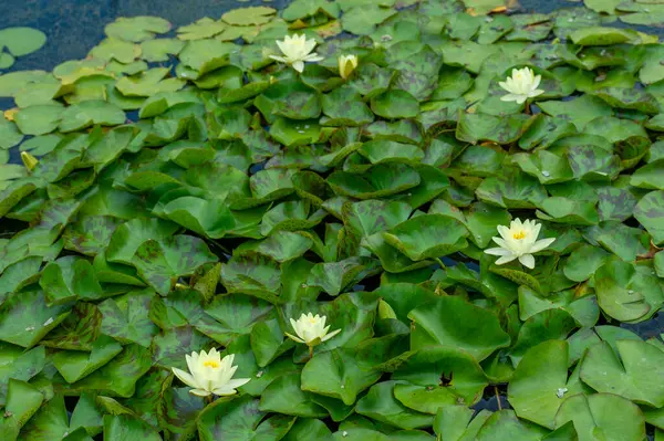 Experience the elegance of nature Discover the elegance of these stunning water lilies as they gracefully bloom, reflecting their exquisite beauty on the mirror surface of the pond. Mother Nature