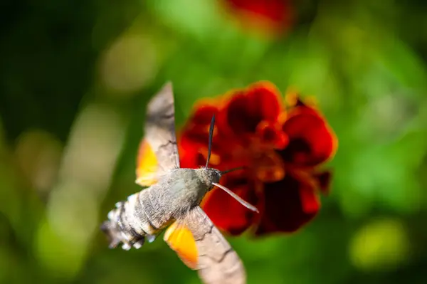 A bright flower and a bright hawk moth create a charming image. Nature is shown in all its glory in this stunning photo. This photograph captures the delicate balance of nature\'s colors.