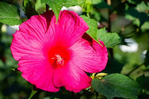 Hibiscus rosa-sinensis, Chinese rose, Its purple flowers were in bloom, brilliant and full of fertile golden centers