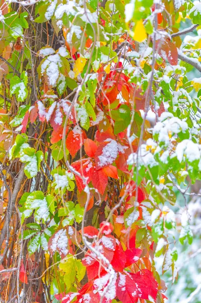 The first snow fell on autumn leaves. Autumn has come golden. Nature trembles, turns pale, As a victim, he left majestically ..