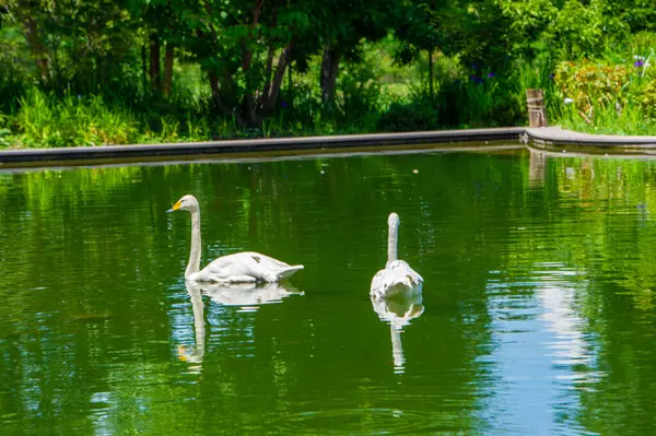 Swans in the Park Pond, Dance of Eternal Love Experience the beauty of undying love as these majestic swans glide gracefully across the serene park pond. Swan Lake Soulful Connection