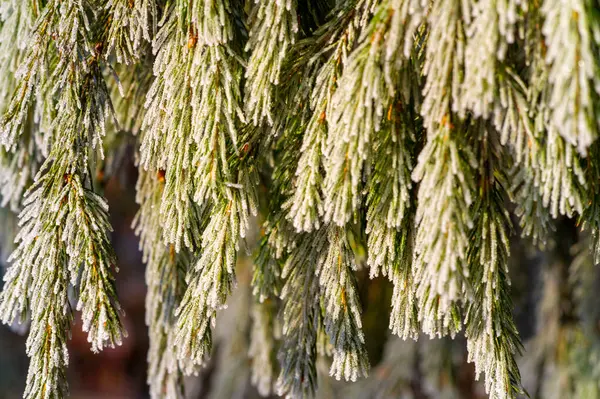 Frost on coniferous trees. Brr-gorgeous! This frozen pine branch is proof that nature knows how to create a winter look. The intricate ice crystals make it quite a sight to behold. FrostyFashion