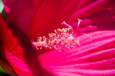 Hibiscus rosa-sinensis, Çin gülü, mor çiçekleri çiçek açmış, parlak ve bereketli altın merkezlerle doluydu.