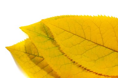 Beyaz arka planda sonbahar yaprakları. En sevdiğim renk Ekim. Sonbahar en çok da solgunluğuna karşı duyulan sempatiyle sizi fetheder..