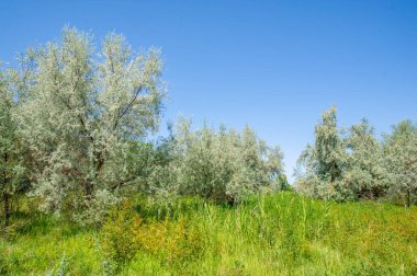 Eleagnus commutata ağaçları bozkır bölgesine özgüdür. Bu ağaçlar bozkır ekosistemindeki vahşi yaşam için yaşam alanı ve besin sağlıyor. Eleagnus Commutata ağaçlarının gümüşi yaprakları ve güzel kokulu çiçekleri vardır..