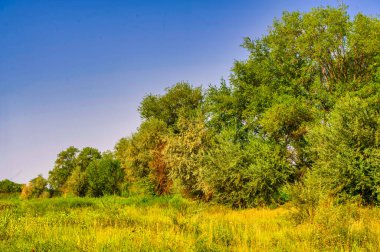 Eleagnus commutata ağaçları bozkır bölgesine özgüdür. Bu ağaçlar bozkır ekosistemindeki vahşi yaşam için yaşam alanı ve besin sağlıyor. Eleagnus Commutata ağaçlarının gümüşi yaprakları ve güzel kokulu çiçekleri vardır..