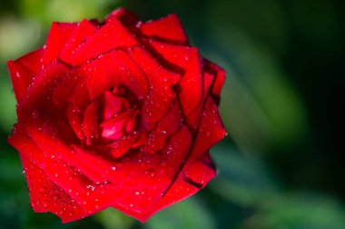 Gül bahçesi. Yüzeyin derinliği. Canlılık tüm buketi doldurur, yüksek merkezli büyük bir çiçeğe dönüşür, yapraklar kabarır, ve sarhoş edici bir lavanta kokusu.