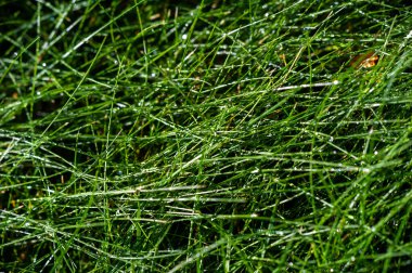 Çimlerinizi tüm yıl boyunca yeşil ve sağlıklı tutun. Profesyonel bakımlı bir çimenlik sürdürün. Birinci sınıf çimenlik bakım hizmetleri alın ve açık alanınızı güzelleştirin..