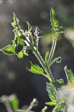 Bahçenize renk katmak için ideal. Konteynırlarda veya küçük alanlarda büyümek için birebirdir. Lezzetli kızarmış ya da salsa ya da acı sos tariflerinde kullanılır..