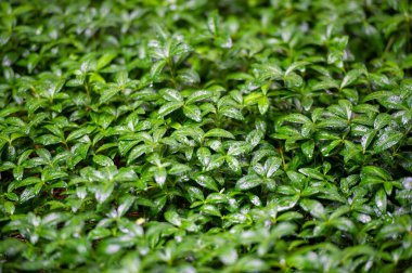 Yaz mevsiminde doğanın güzelliğini tecrübe edin. Yeşil yaprakların üzerindeki yağmur sesi ve dokunuşuyla canlanın. Yaz yağmurunun dinginliğine dalın.